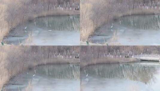 中国华北城市湿地秋冬白鹭鸟起飞唯美慢镜高清在线视频素材下载