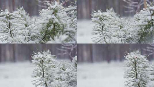 森林雪景高清在线视频素材下载