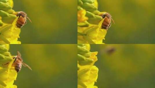 特写慢镜头春天的蜜蜂把头埋进花朵里采蜜高清在线视频素材下载