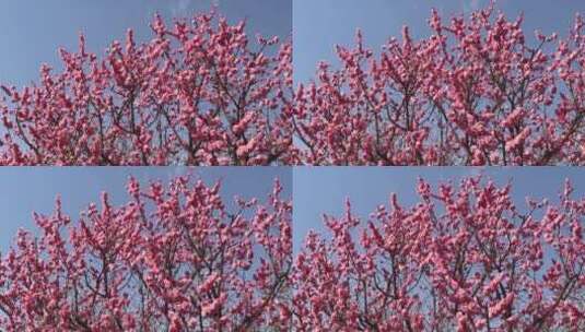 春季红色梅花景观高清在线视频素材下载