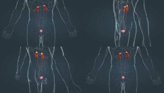 医学动画 人体器官 肾上腺 腺体 皮质高清在线视频素材下载