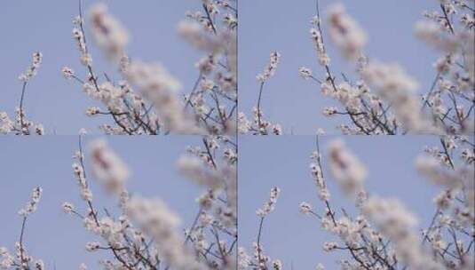 蓝天下的樱花高清在线视频素材下载