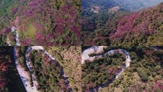 广州从化石门森林公园漫山红叶和盘山公路高清在线视频素材下载