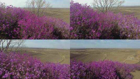 野山达子香高清在线视频素材下载