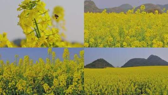 春暖花开油菜花花海合集高清在线视频素材下载