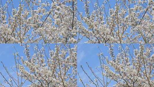 春天蓝色天空背景和盛开的樱花树高清在线视频素材下载