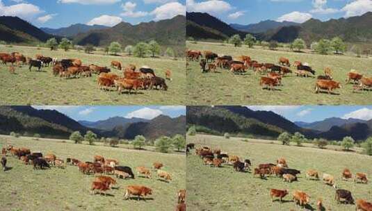 牧场里的牛群高清在线视频素材下载