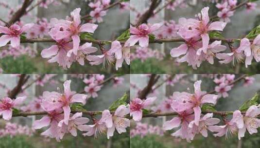 春天盛开的桃花花朵高清在线视频素材下载