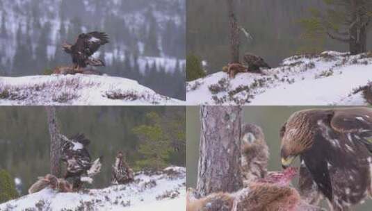 雄鹰捕食狐狸雪中进食高清在线视频素材下载