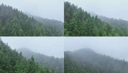 飞越迷雾中的森林树木高清在线视频素材下载