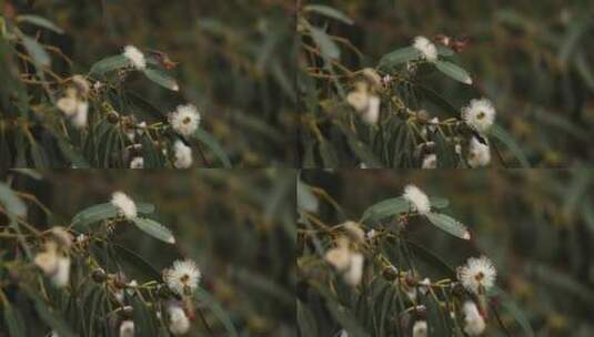 春季蜂鸟觅食花朵采蜜吸食花蜜高清在线视频素材下载