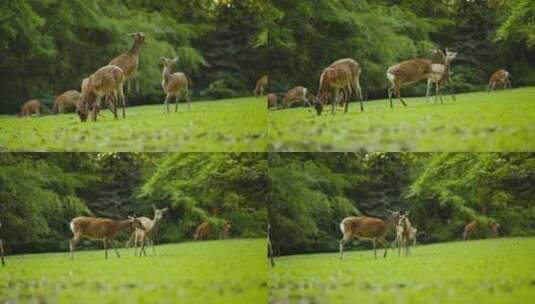 鹿在草地上散步高清在线视频素材下载