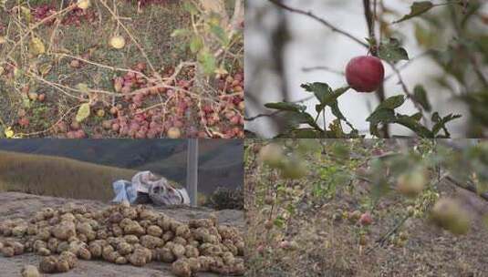 1412苹果土豆滞销腐烂在地里高清在线视频素材下载