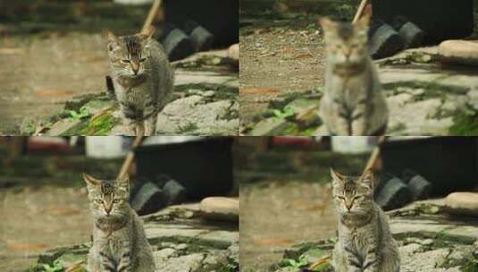 村里孤独的等待主人的猫咪高清在线视频素材下载