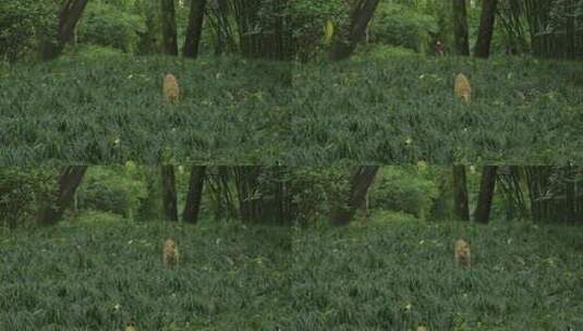 草地上的橘猫高清在线视频素材下载