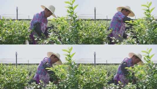 农民在果园采摘蓝莓高清在线视频素材下载