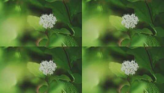 夏天盛开的鲜花红瑞木白花花簇高清在线视频素材下载