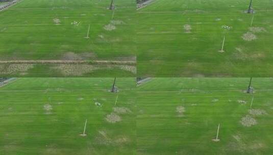 无人机现代农业喷洒农药高清在线视频素材下载