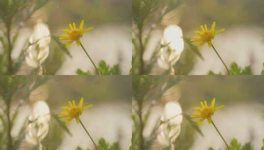 大光圈花朵高清在线视频素材下载