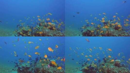 海底鱼群高清在线视频素材下载