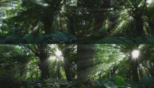 光线阳光穿过森林 树林 树荫 丁达尔光效高清在线视频素材下载