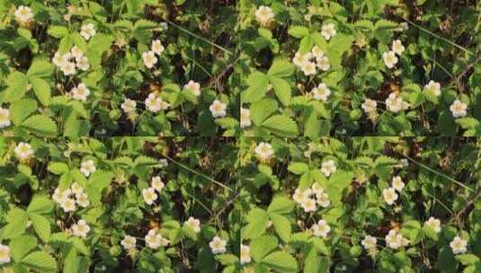 野生植物：东方草莓的花朵和叶子高清在线视频素材下载