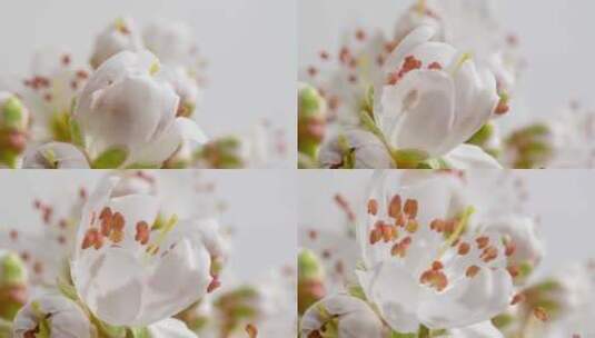 白色苹果花开花延时摄影高清在线视频素材下载