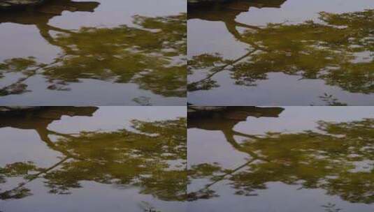 竖屏湖面树叶水波高清在线视频素材下载