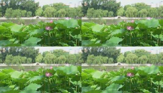 固定升格拍摄济南大明湖风景名胜区夏季风光高清在线视频素材下载