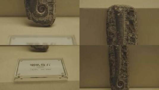 古生物博物馆里展出的史前动植物化石高清在线视频素材下载