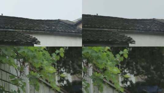 农村屋顶上的鸟高清在线视频素材下载