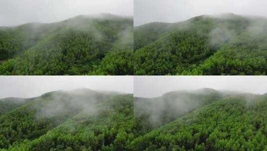 绿色雨林森林山林植物林地高清在线视频素材下载