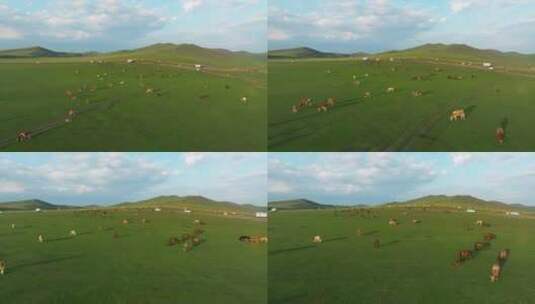 航拍牛群在大草原上高清在线视频素材下载