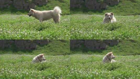 4K花丛里的小狗宠物狗特写实拍视频高清在线视频素材下载