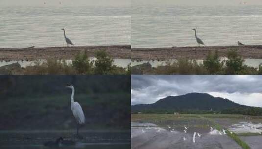 [合集]索尔顿海岸边的大白鹭水边高清在线视频素材下载