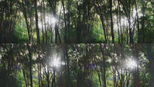 树林阳光投射02高清在线视频素材下载