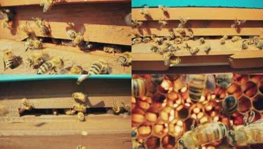 忙碌的蜜蜂 蜂巢内部特写高清在线视频素材下载