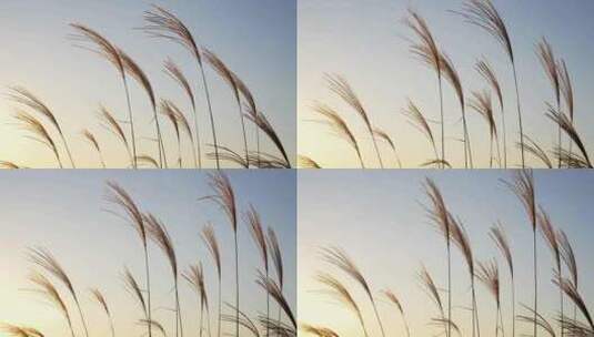 夕阳下的芦苇草高清在线视频素材下载