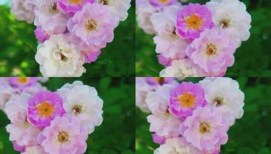春天蔷薇花野蔷薇花朵花海自然风景高清在线视频素材下载