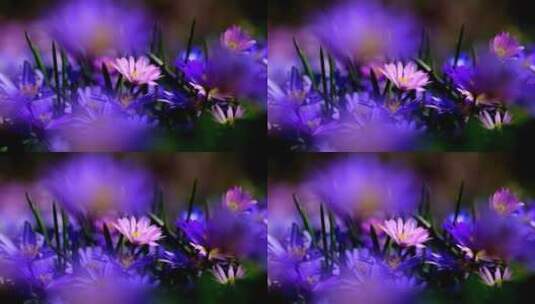 蓝色紫色小花 唯美光晕高清在线视频素材下载
