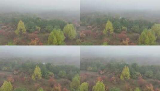 秋季晨雾缭绕的彩色树林高清在线视频素材下载