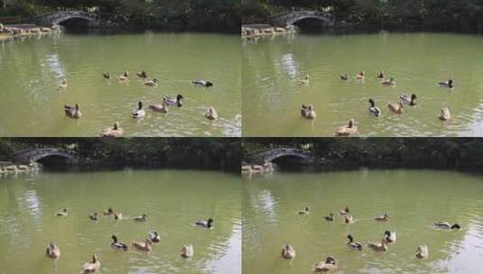 杭州西湖花港观鱼嬉戏的野鸭和鸳鸯慢镜头高清在线视频素材下载