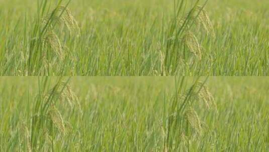 秋天农村田野水稻穗大米成熟高清在线视频素材下载