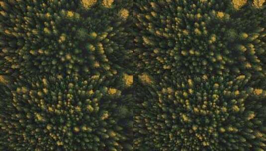 航拍呼伦贝尔秋景沙地樟子松林光影高清在线视频素材下载