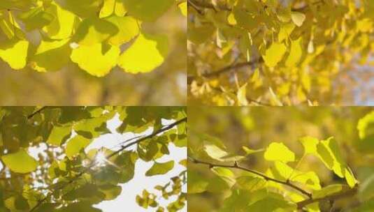 金黄的银杏树叶高清在线视频素材下载