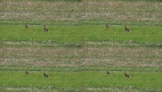 在草原上吃草的野兔高清在线视频素材下载