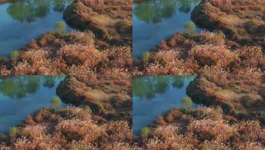 杭州余杭区北湖草荡湿地秋天风光航拍高清在线视频素材下载