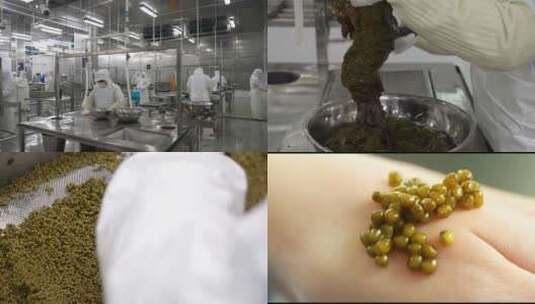 衢州鲟龙科技人工鲟鱼鱼子酱生产工厂合集高清在线视频素材下载