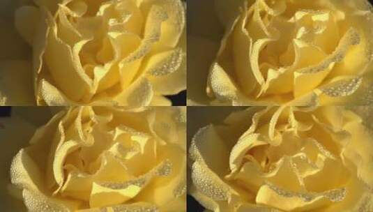 黄色玫瑰花上的露珠高清在线视频素材下载