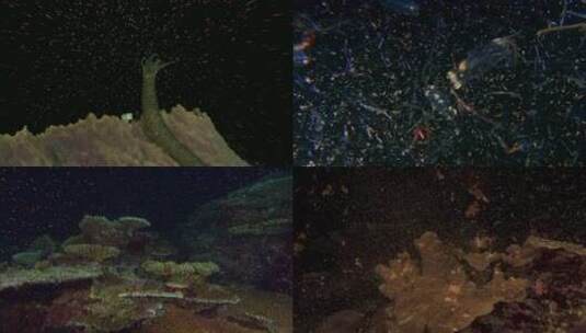 珊瑚海梦幻海底世界1高清在线视频素材下载